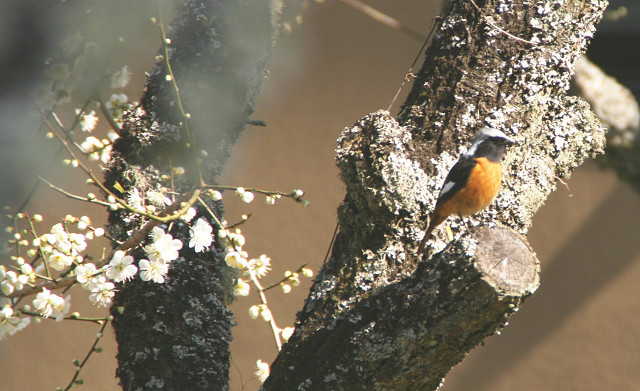 豊後高田 梅の花 豊後高田 梅の花