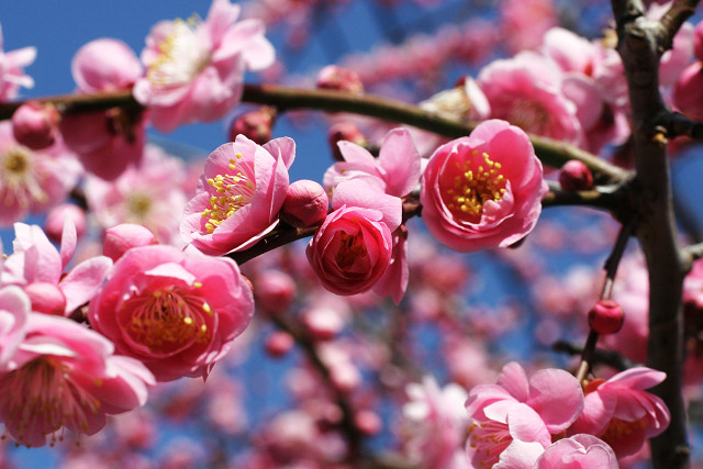 豊後高田 豊後高田