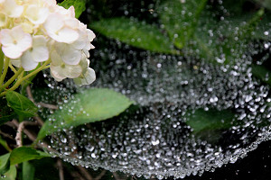 豊後高田 紫陽花 豊後高田 紫陽花