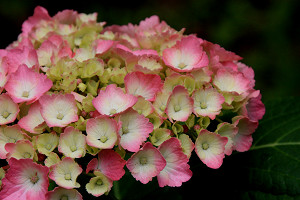 豊後高田 紫陽花 豊後高田 紫陽花
