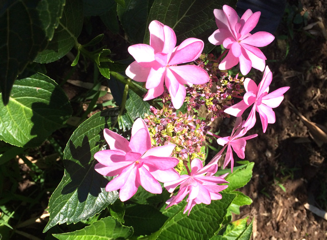 豊後高田 紫陽花 豊後高田 紫陽花