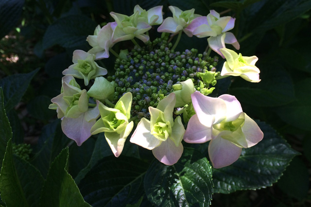 豊後高田 紫陽花 豊後高田 紫陽花