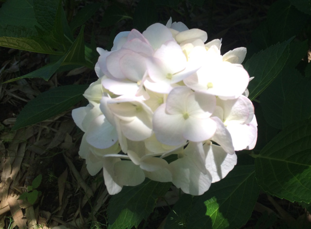 豊後高田 紫陽花 豊後高田 紫陽花