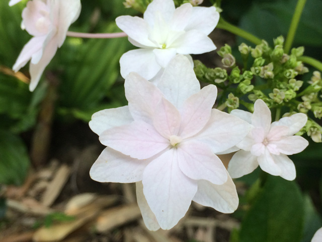 豊後高田 紫陽花 豊後高田 紫陽花